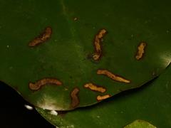 Hydromyza livens