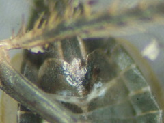 Deltocephalus pulicaris