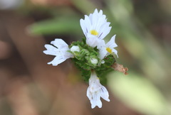Euphrasia tetraquetra