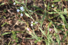 Euphrasia tetraquetra
