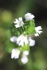 Euphrasia tetraquetra