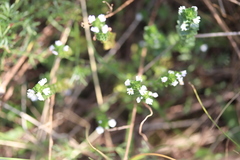 Euphrasia tetraquetra