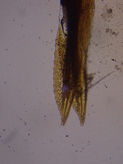 Deltocephalus pulicaris