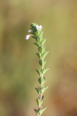 Euphrasia tetraquetra