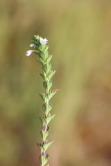 Euphrasia tetraquetra