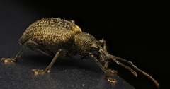 Otiorhynchus armadillo