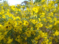 Senna artemisioides coriacea