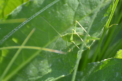 Phaneroptera