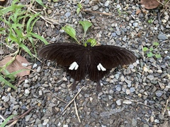 Papilio nephelus chaonulus
