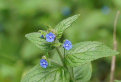 Pentaglottis sempervirens