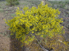 Senna artemisioides coriacea