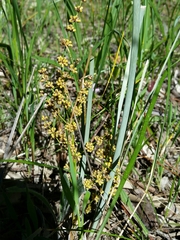 Lomandra multiflora dura