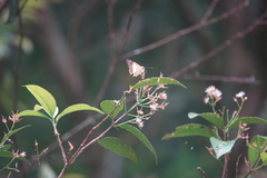 Hasora schoenherr chuza