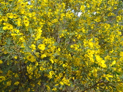 Senna artemisioides coriacea