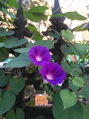 Ipomoea purpurea