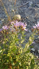 Eucephalus ledophyllus ledophyllus