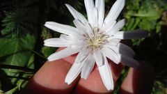 Scorzonera rosea