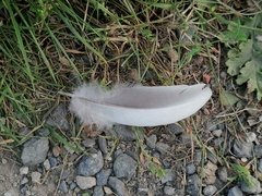 Columba palumbus palumbus