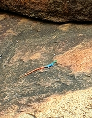 Platysaurus