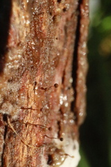 Clastoderma debaryanum