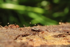 Macbrideola argentea