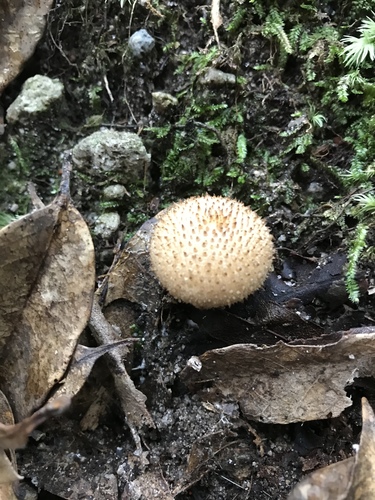 観察された菌類