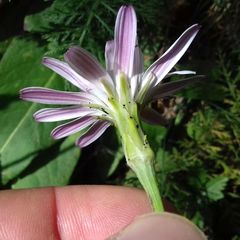Scorzonera rosea