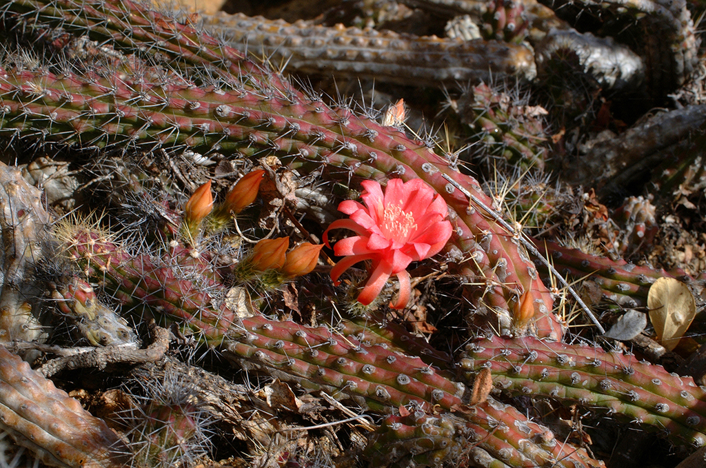 Morangaya pensilis  iNaturalist