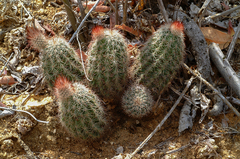 Echinocereus sciurus
