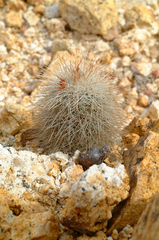 Echinocereus sciurus