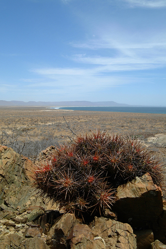 Echinocereus maritimus