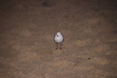 Chroicocephalus novaehollandiae