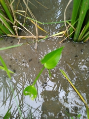 Pontederia vaginalis