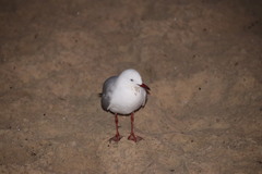 Chroicocephalus novaehollandiae