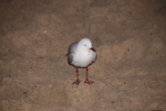 Chroicocephalus novaehollandiae