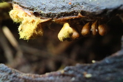 Oligonema verrucosum