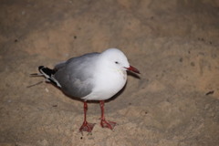 Chroicocephalus novaehollandiae