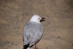 Chroicocephalus novaehollandiae