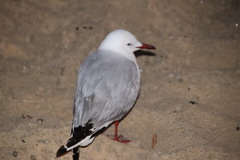 Chroicocephalus novaehollandiae