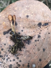 Cordyceps meneristitis