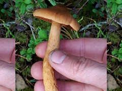 Cortinarius rubellus