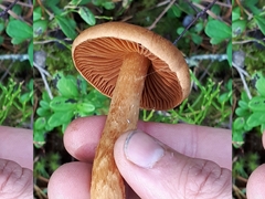 Cortinarius rubellus