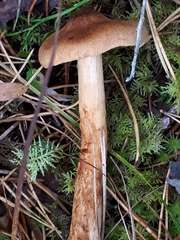 Cortinarius rubellus
