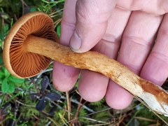 Cortinarius rubellus