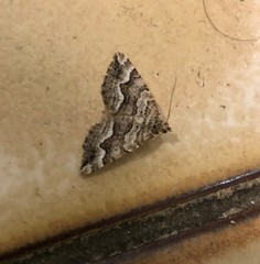 Chrysolarentia
