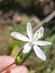 Libertia paniculata
