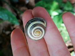 Cepaea nemoralis