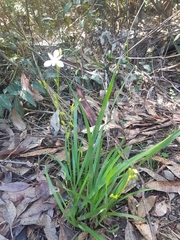 Libertia paniculata
