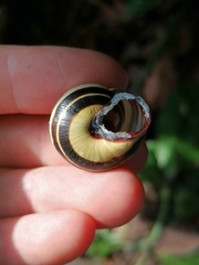 Cepaea nemoralis