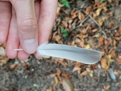 Streptopelia decaocto